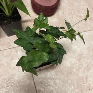 English Ivy plant in Severn, Maryland