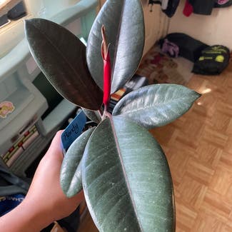 Burgundy Rubber Tree plant in Severn, Maryland