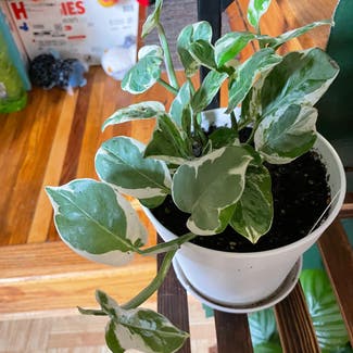 Pearls and Jade Pothos plant in Severn, Maryland