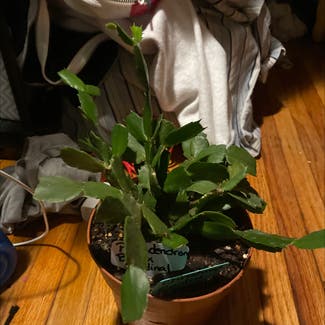 False Christmas Cactus plant in Severn, Maryland