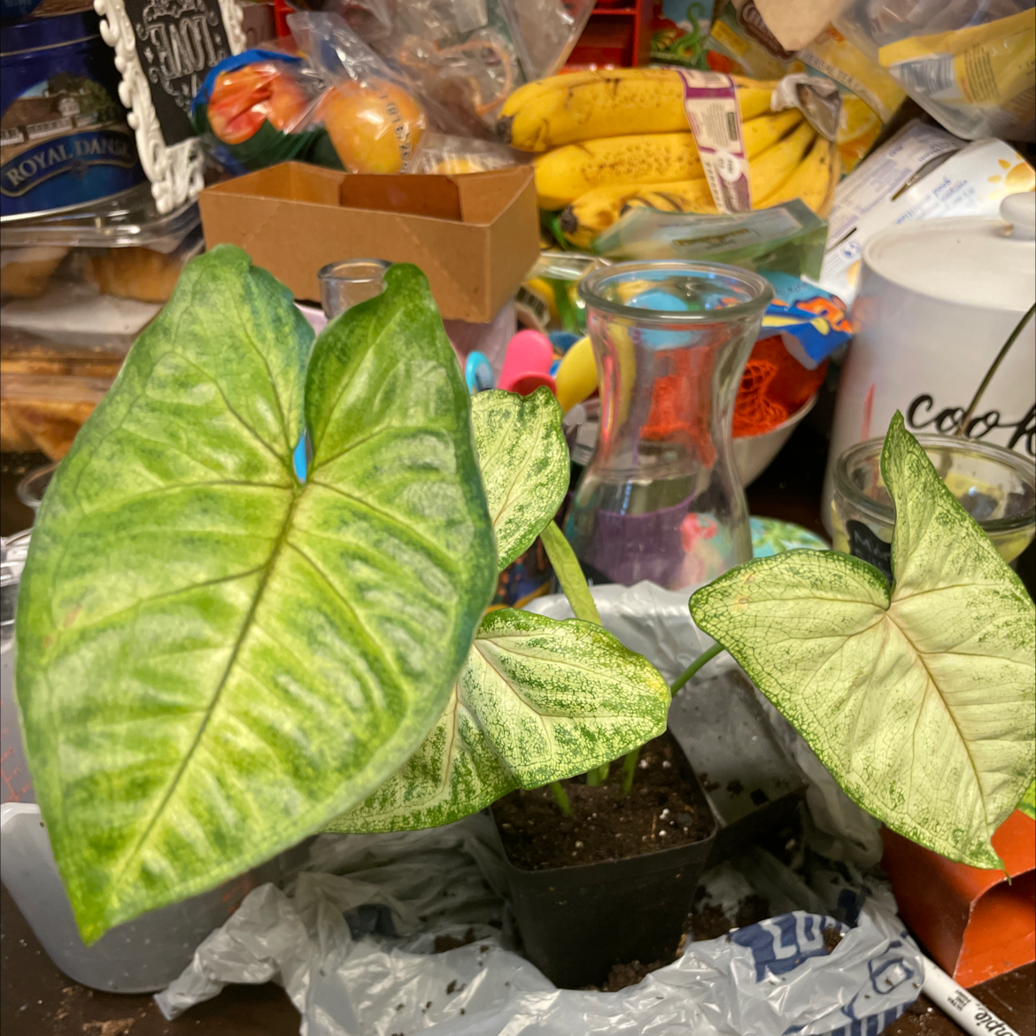 Syngonium 'Berry' plant in a small pot with visible soil, surrounded by household items.