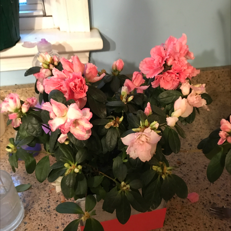 Photo of the plant species Rhododendron Simsii by @Robmark184 named Azalea on Greg, the plant care app