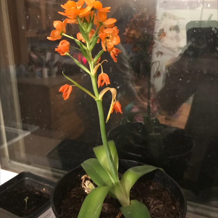 Potted Sun Star (Ornithogalum dubium) with bright orange flowers and green leaves.