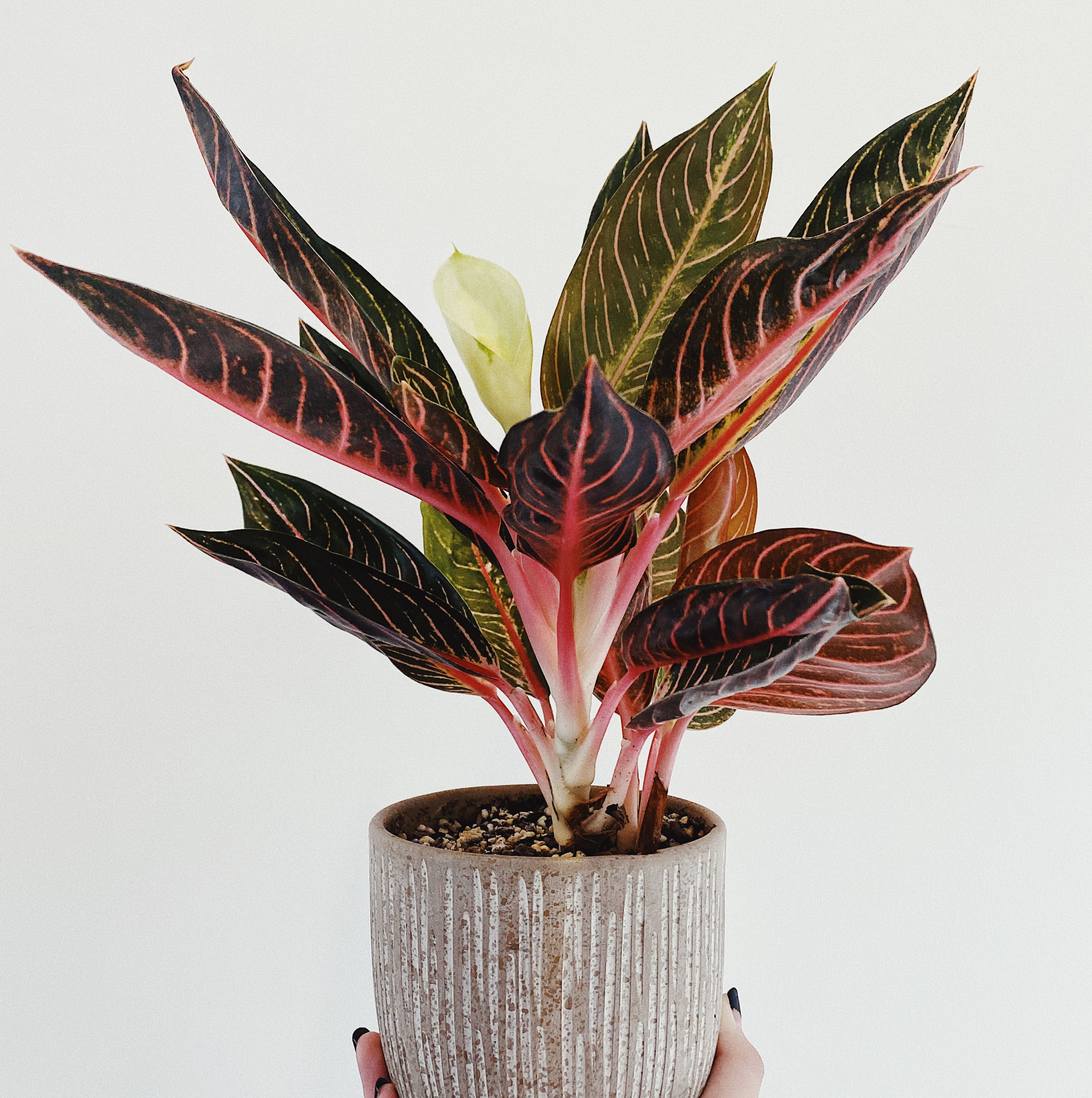 Photo of the plant species Pride of Sumatra Chinese Evergreen by @PP.PlantRant named Jinny on Greg, the plant care app