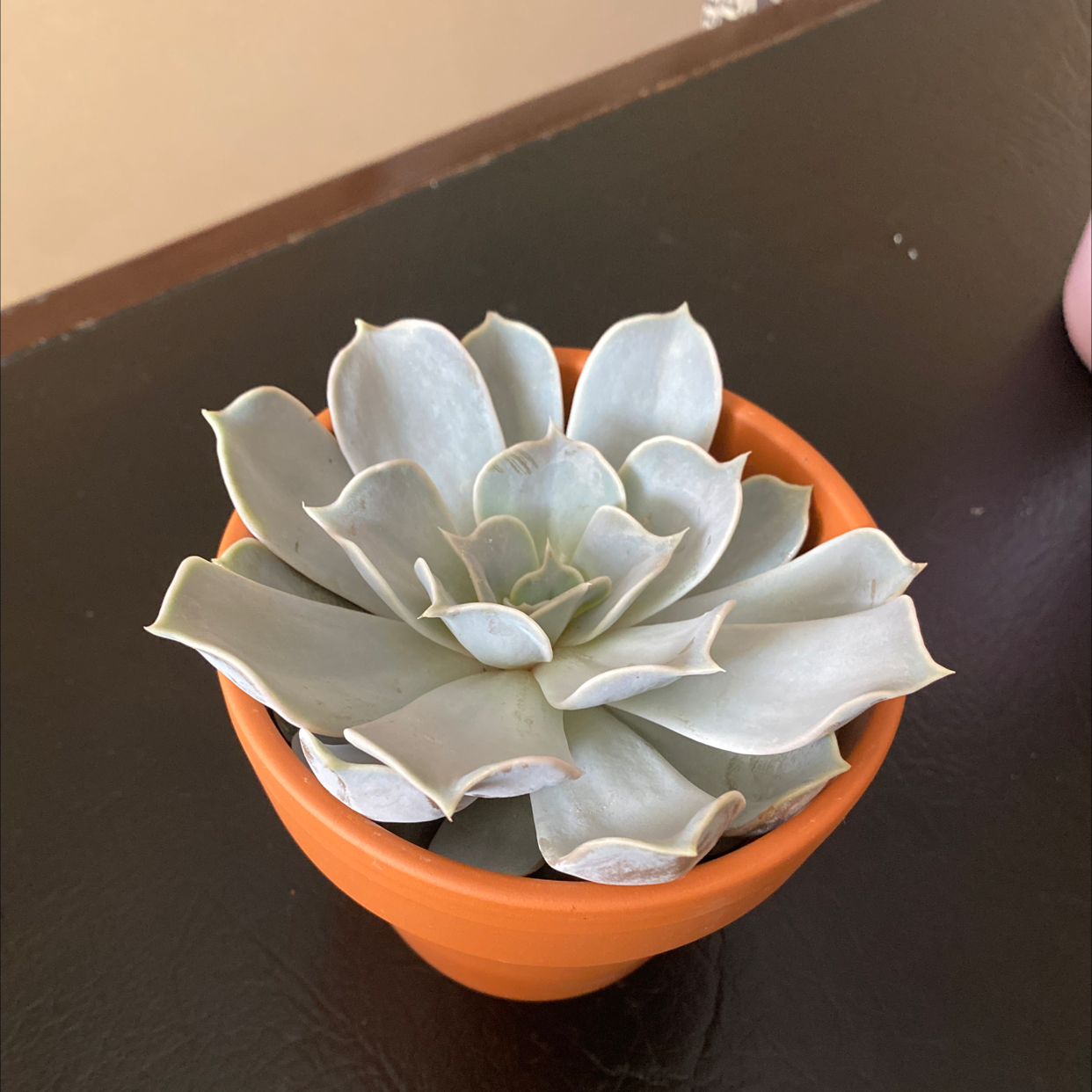 Ghost Echeveria plant in a terracotta pot, healthy with plump leaves.