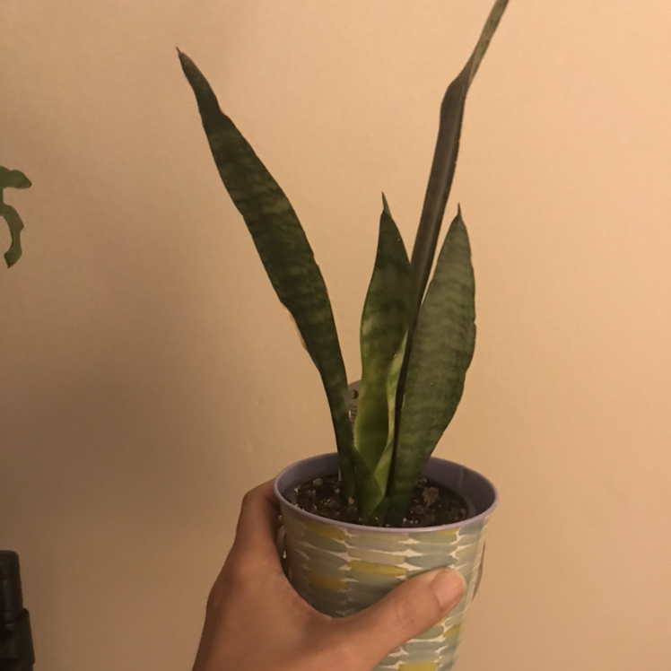 Zeylanica Snake Plant in a small pot held by a hand, appearing healthy.
