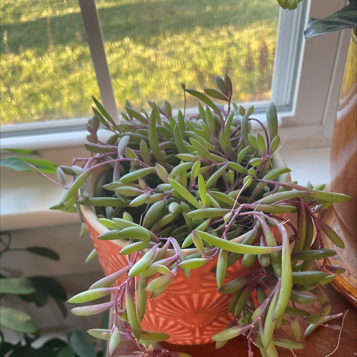 Potted ruby necklace plant with vibrant green and purple leaves near a window.