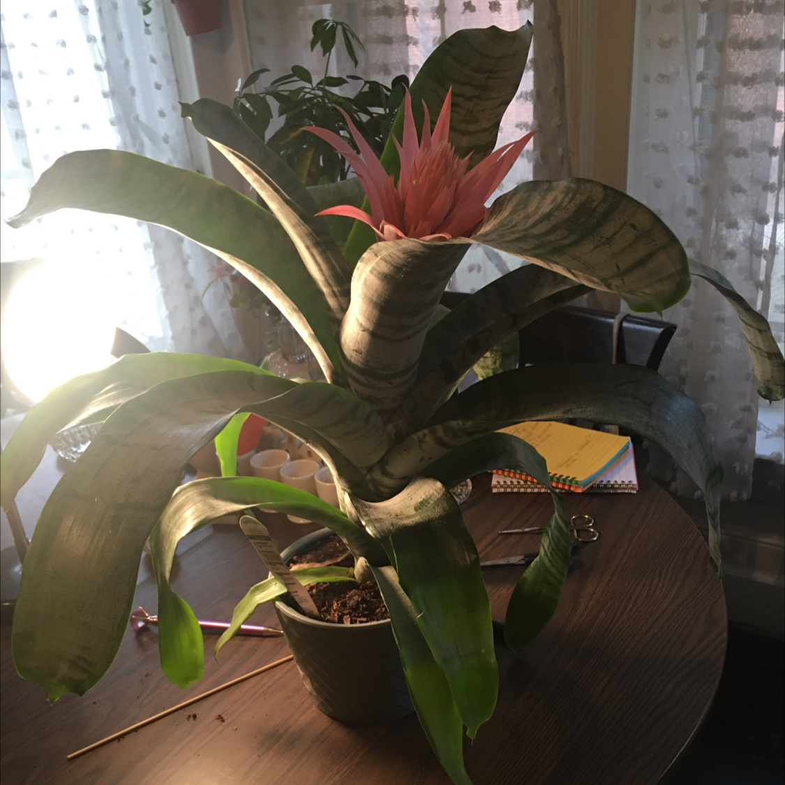 Urn Plant with a pink flower, healthy green leaves, and visible soil in a pot.