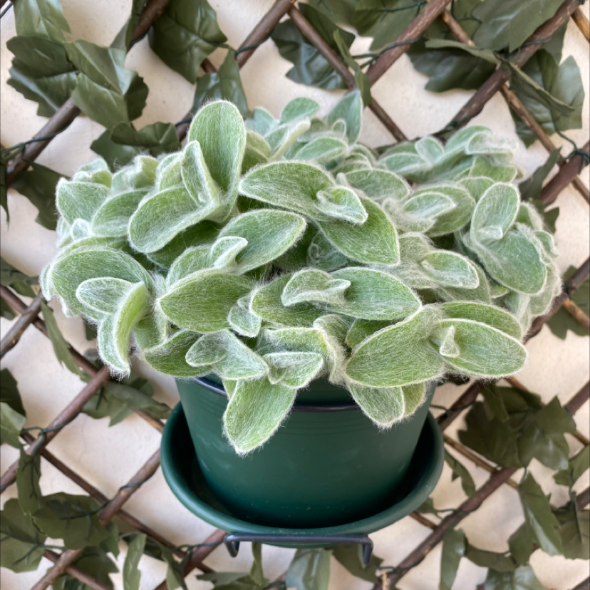 Photo of the plant species White Velvet by @PrettyCliantro named Hairy on Greg, the plant care app