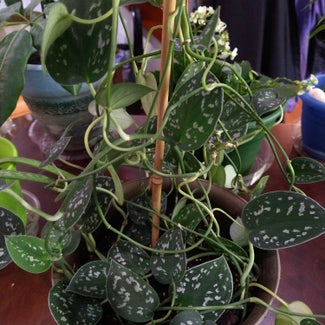 Silver Leaf Philodendron plant in Virginia Beach, Virginia
