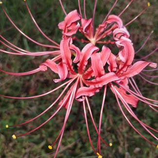 Red Spider Lily plant in Virginia Beach, Virginia