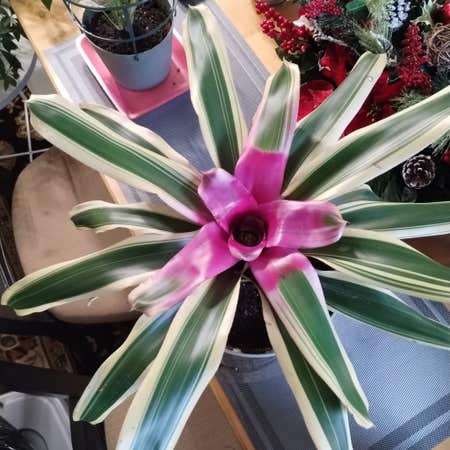 Photo of the plant species Bromeliad Vriesea by Bgh69 named Pinky on Greg, the plant care app