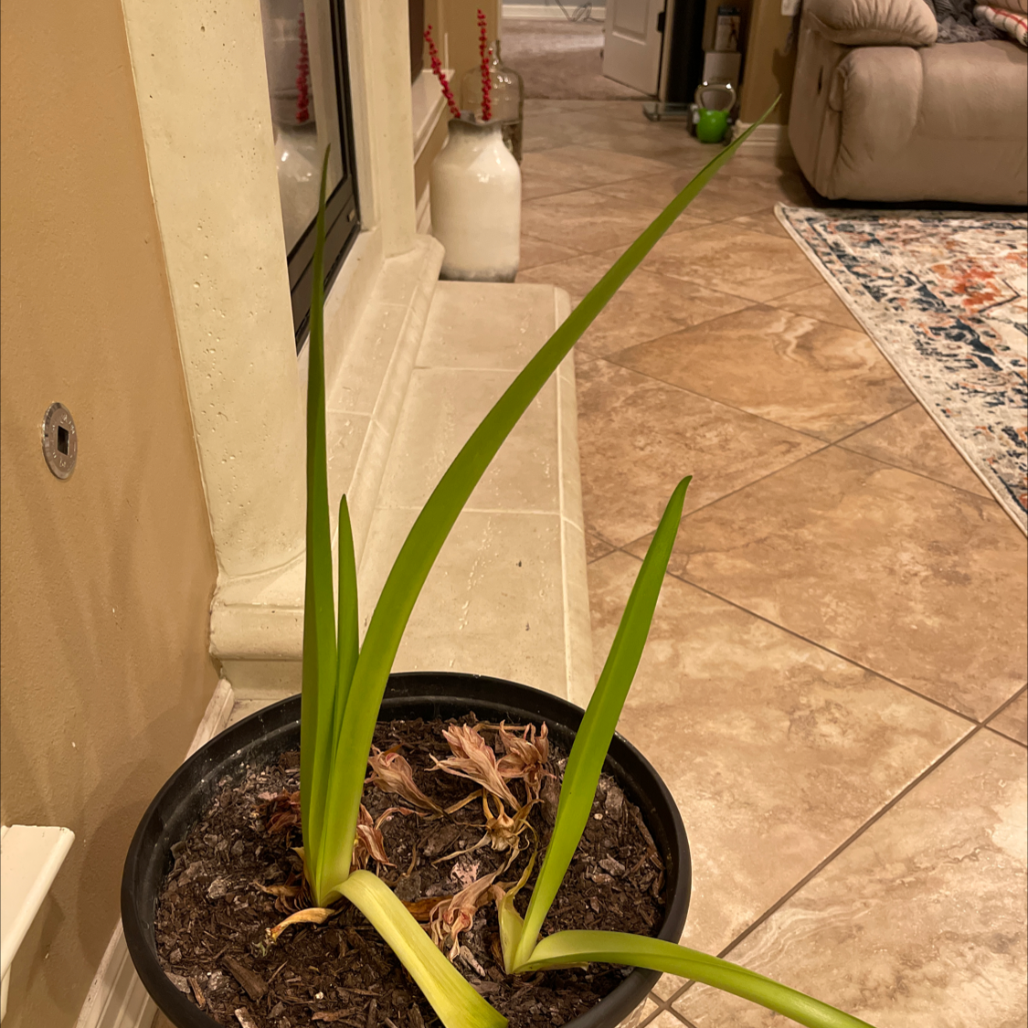 Potted Beach Spiderlily plant with green leaves and some browning at the base, placed indoors.
