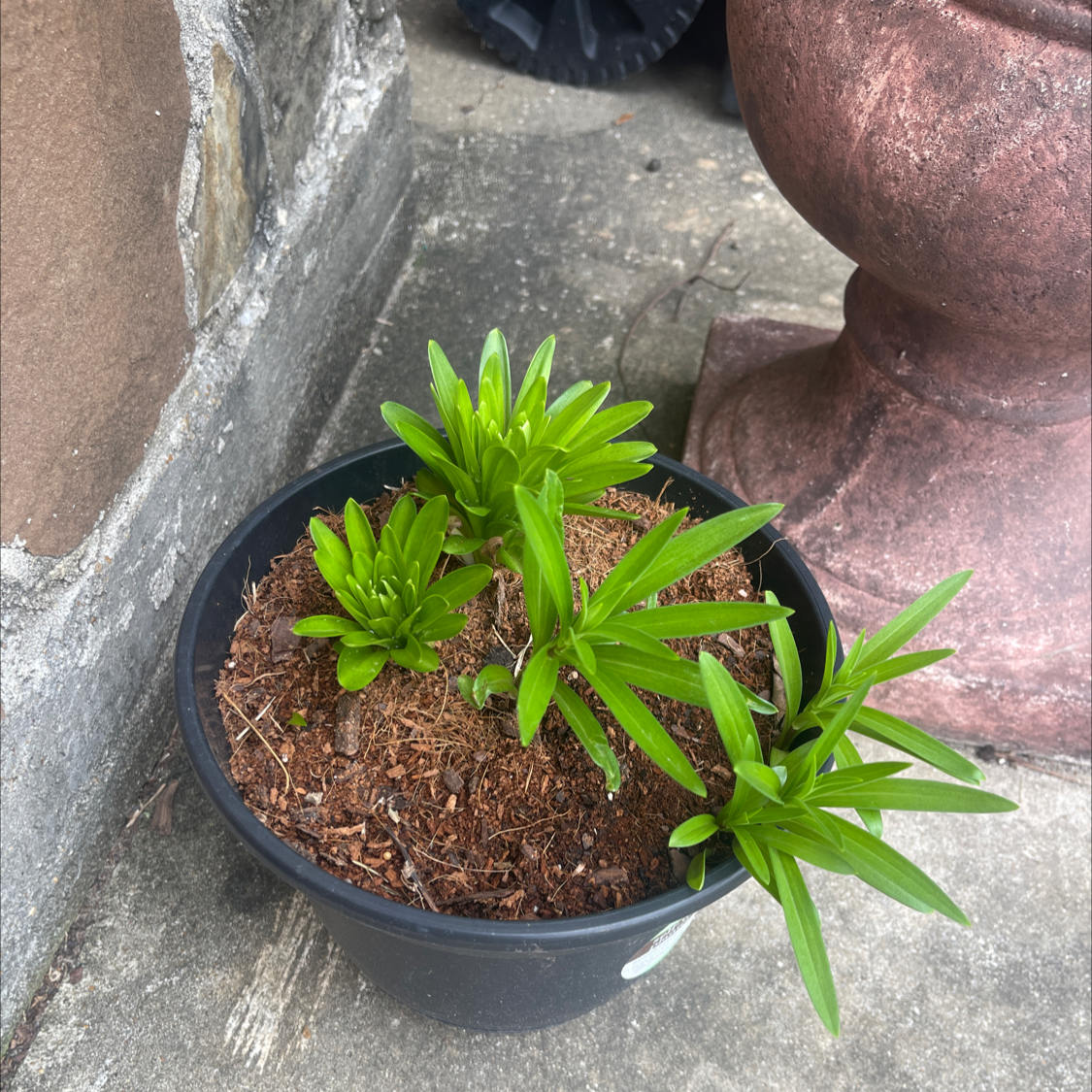 Potted Orange Lily plant with green leaves in a black pot.