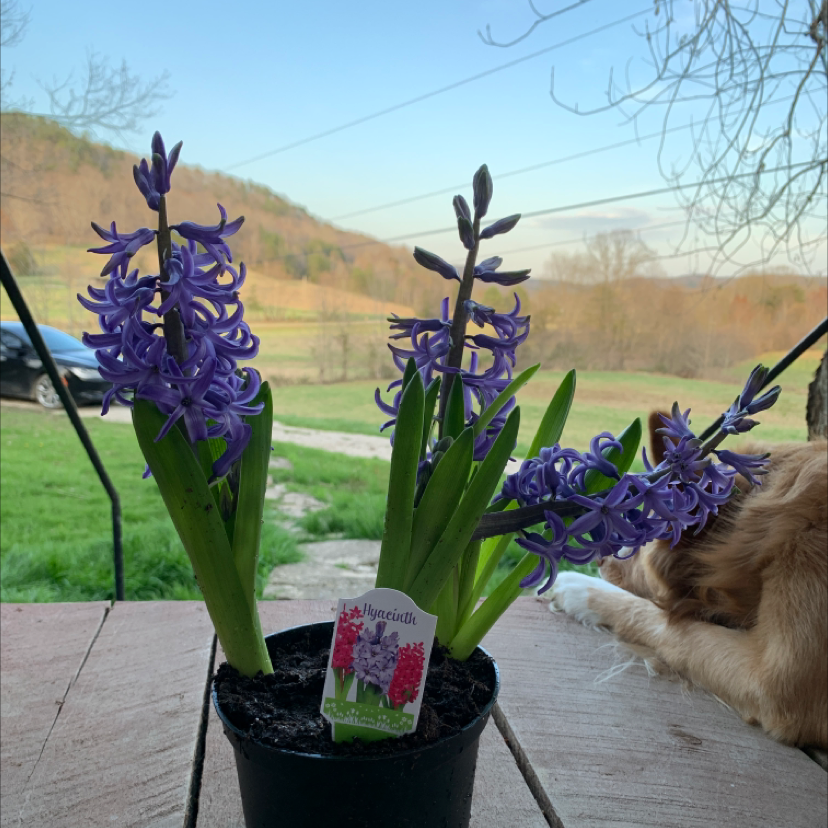 Photo of the plant species Garden Hyacinth by @saarah662 named Helga on Greg, the plant care app