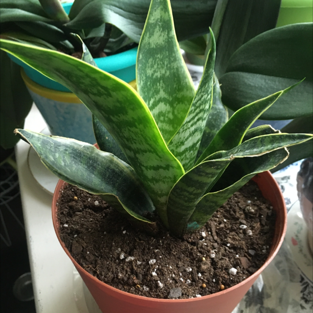Snake Plant plant photo by @Cookiesanti named Coco on Greg, the plant care app.