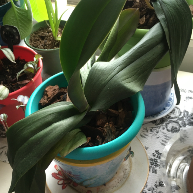 Phalaenopsis Orchid plant photo by @Cookiesanti named Planty on Greg, the plant care app.