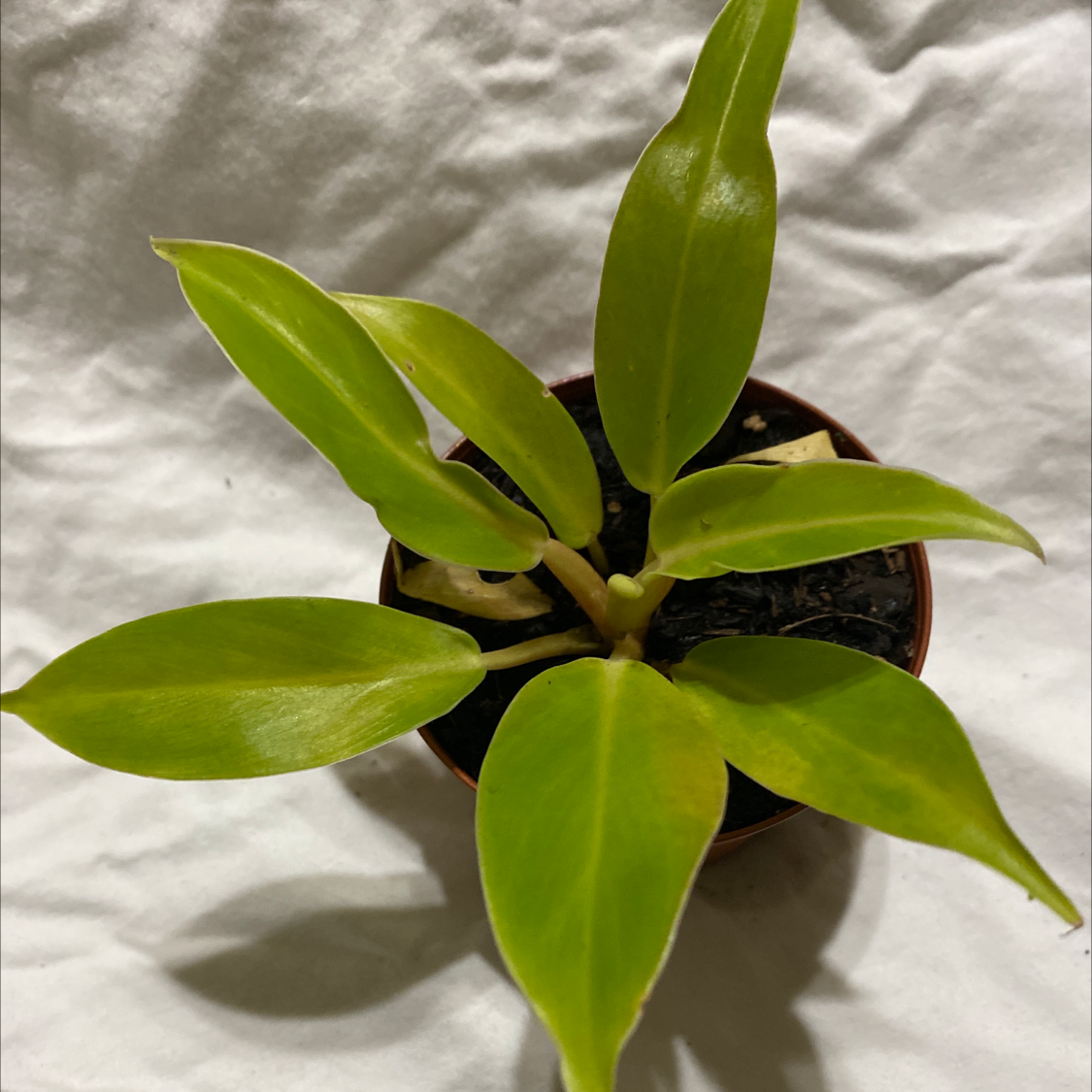 Philodendron 'Moonlight' plant with bright green leaves in a pot, well-framed and in focus.