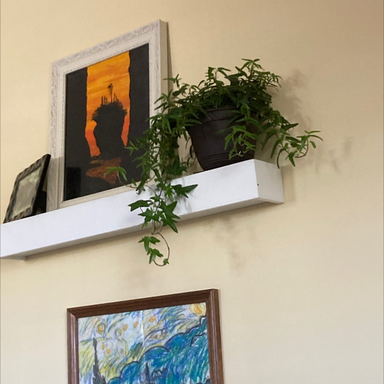 English Ivy plant photo by @ExecJavamoss named Your plant on Greg, the plant care app.