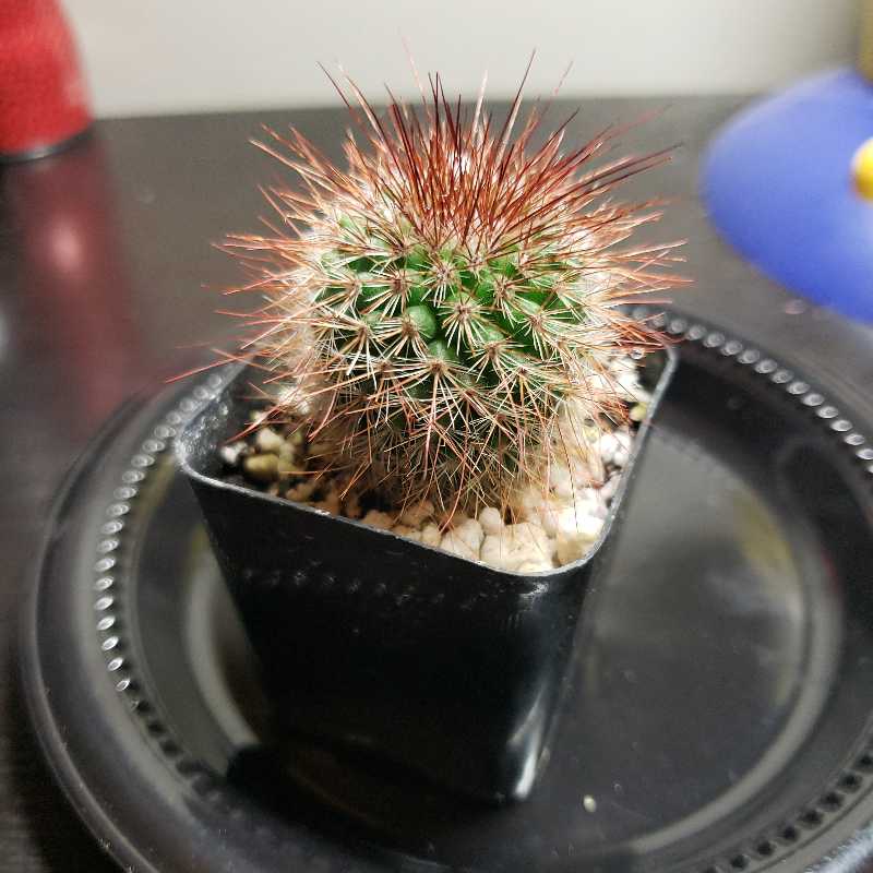 Photo of the plant species Spiny Pincushion Cactus by @Anagaby17 named Kurisu❤ on Greg, the plant care app