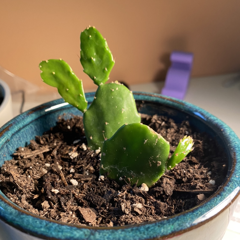Brazilian Pricklypear cactus in a blue pot with visible soil.
