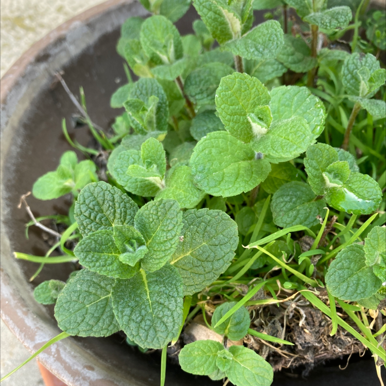 Potted Apple Mint plant with healthy green leaves.