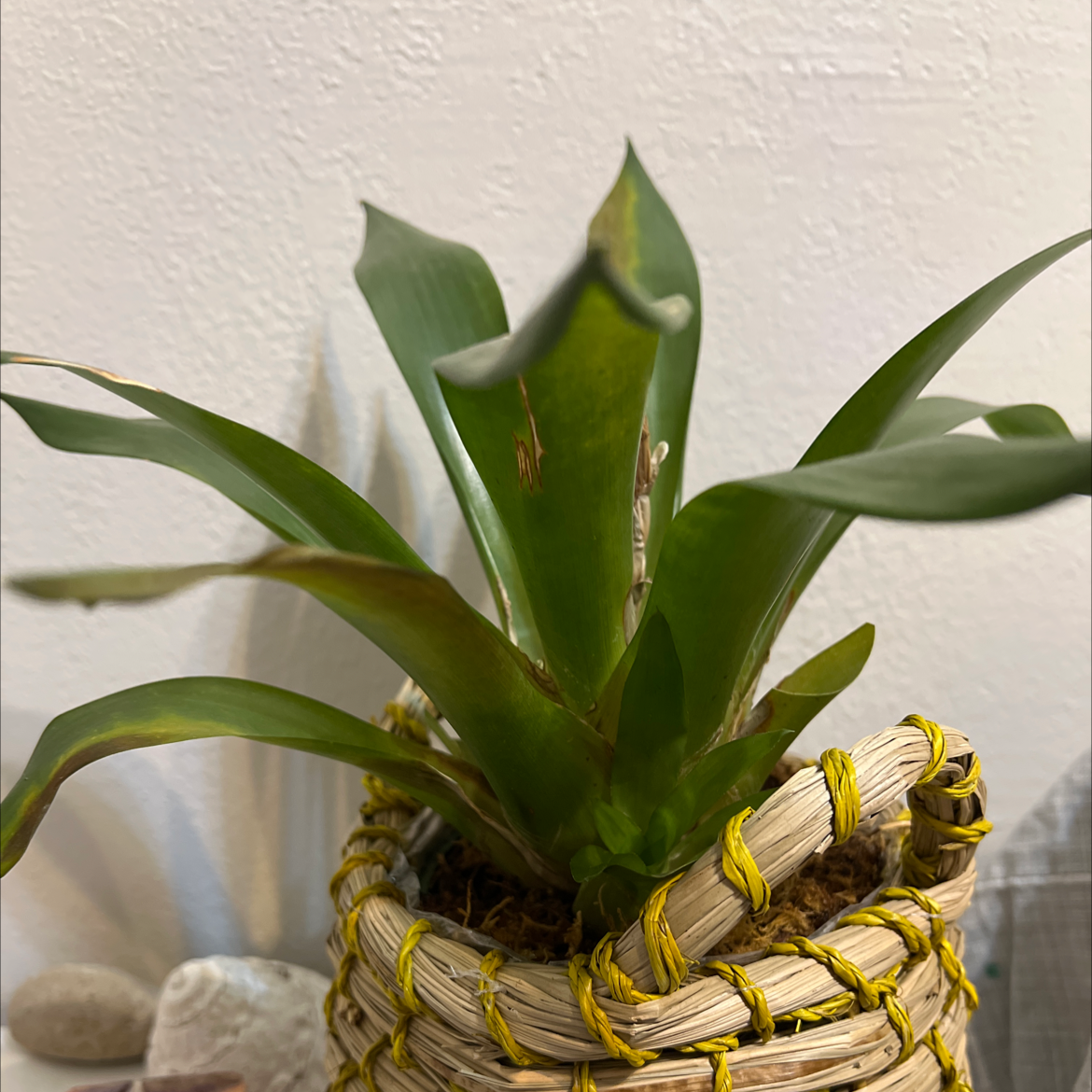 Bromeliad plant in a woven basket with some browning leaf tips.