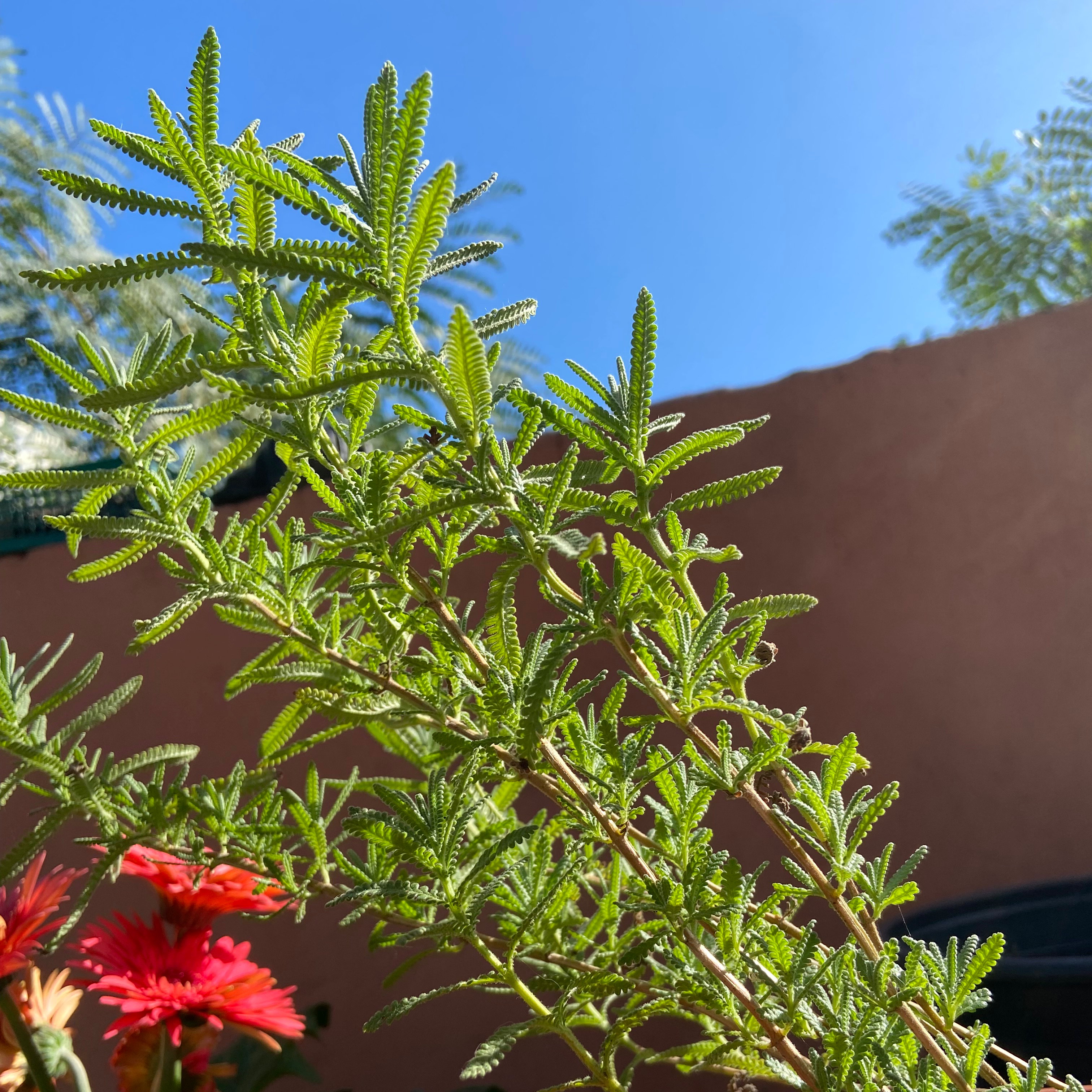 French Lavender plant photo by @JackiesGarden named Elina on Greg, the plant care app.