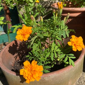 African Marigold plant photo by @JackiesGarden named Mari on Greg, the plant care app.
