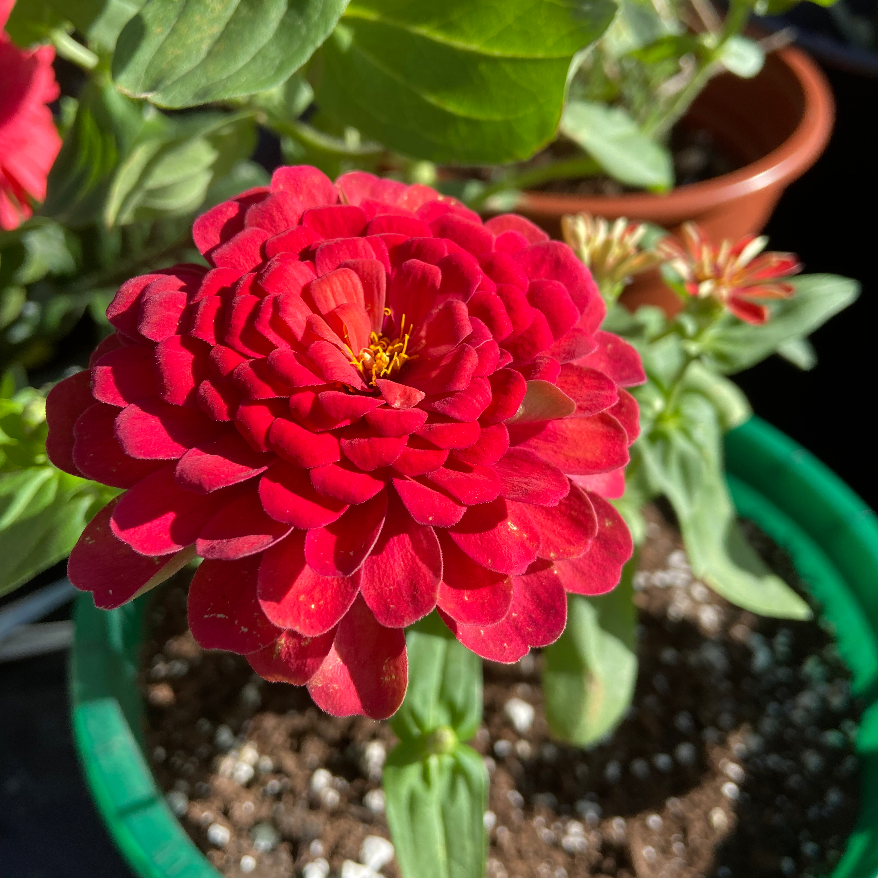 Common Zinnia plant photo by @JackiesGarden named Zinni on Greg, the plant care app.