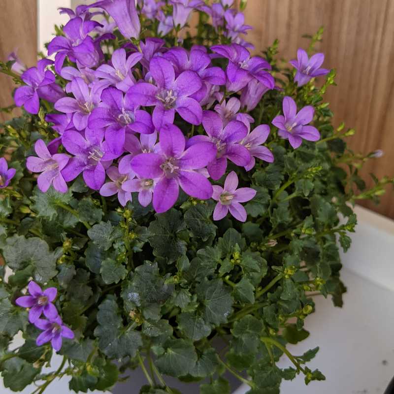 Peach-Leaf Bellflower with vibrant purple flowers and healthy green leaves.
