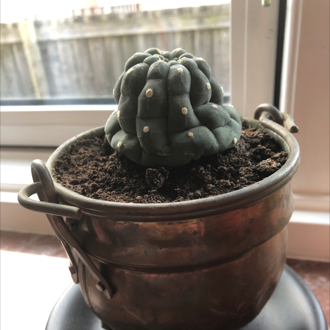 A healthy Peyote cactus in a pot on a windowsill.