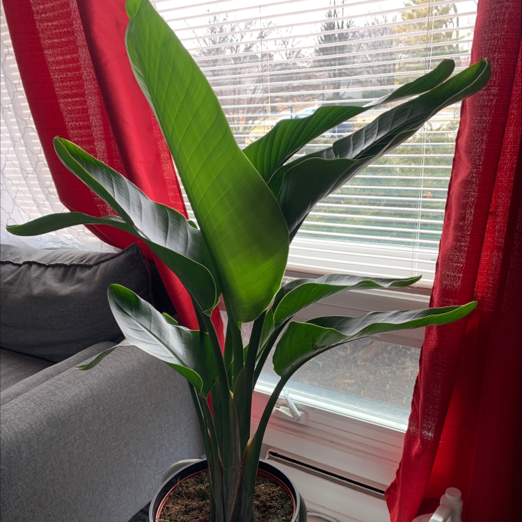 White Bird of Paradise plant photo by @Zazimazee named Petunia on Greg, the plant care app.