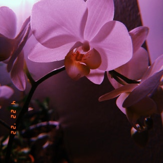 Moon Orchid plant in San Antonio, Texas