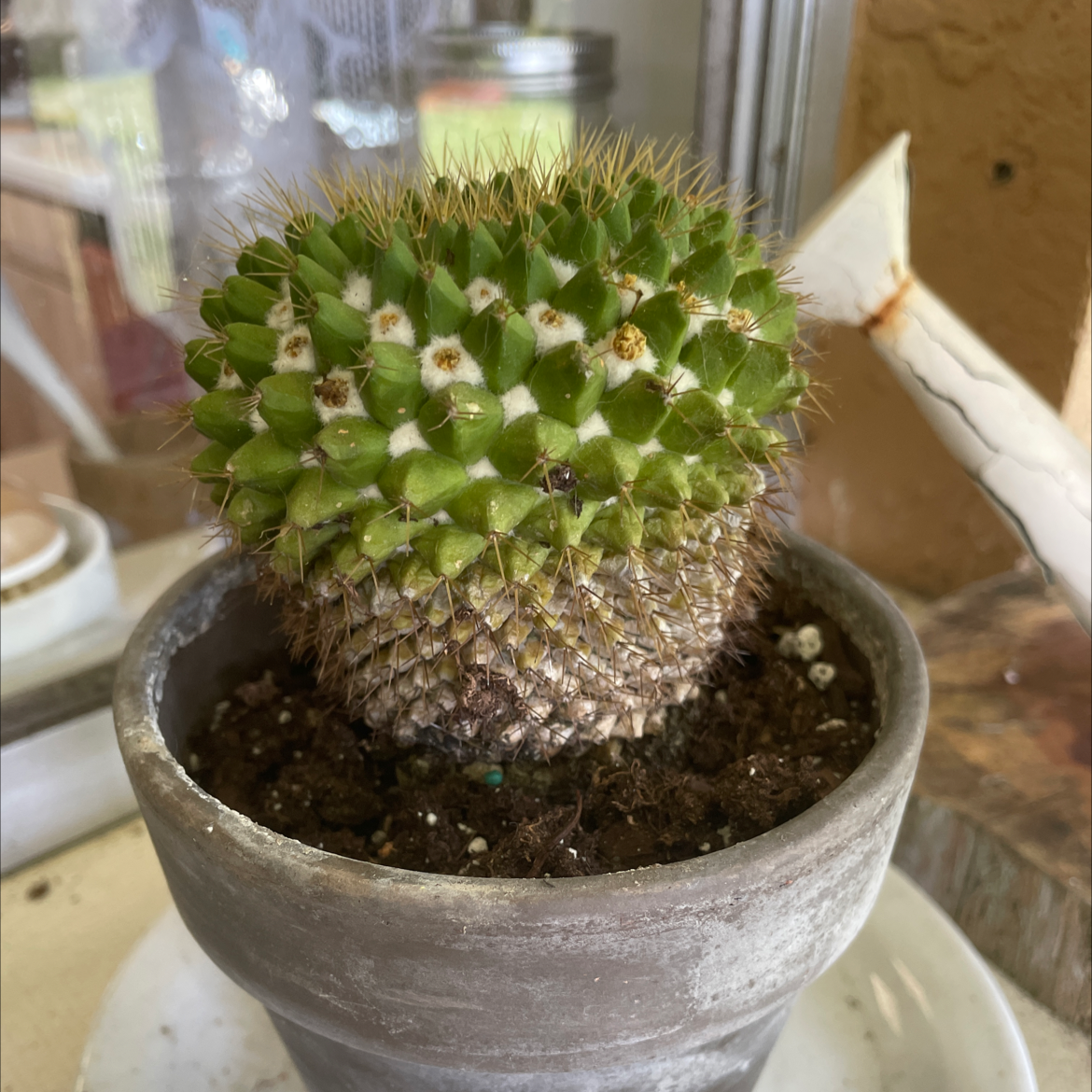 A healthy Hooked Cactus in a pot with visible soil.