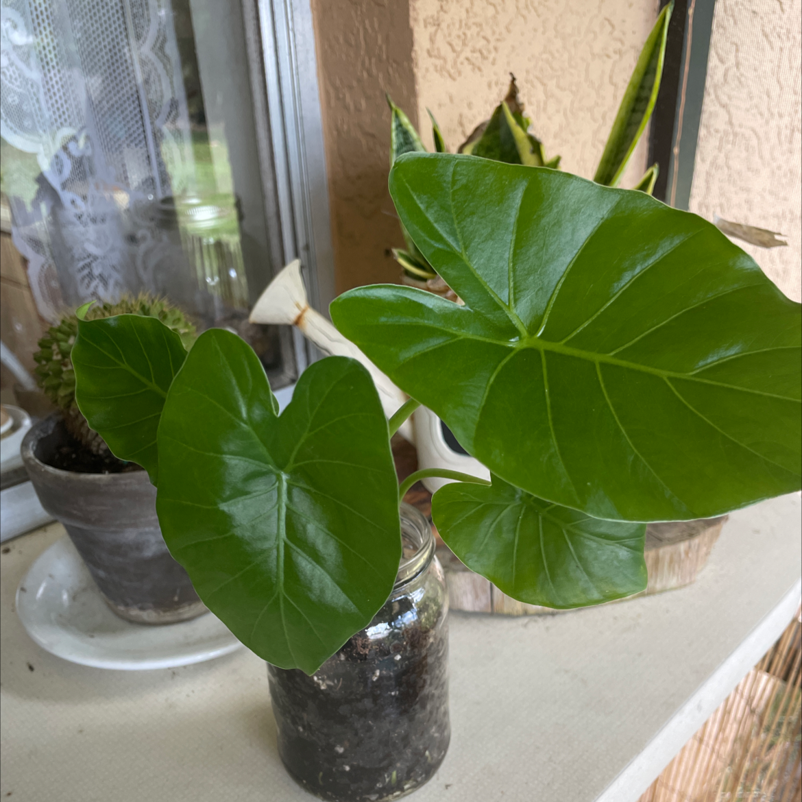 Healthy Elephant Ear Philodendron plant with vibrant green leaves in a small container.