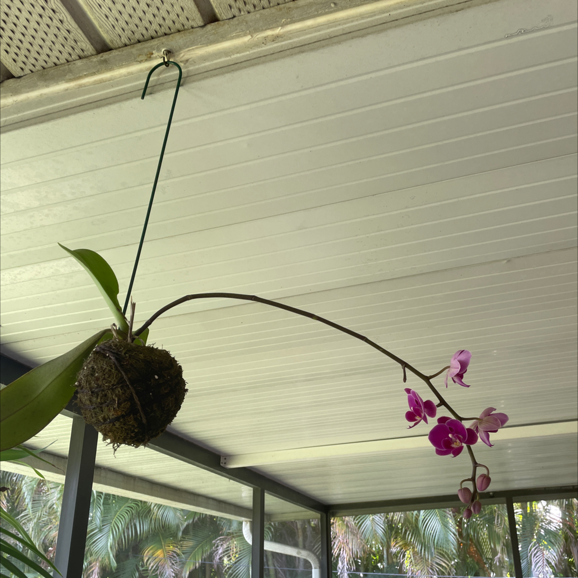 Photo of the plant species Moon Orchid by @Haileydoreen named Olive on Greg, the plant care app