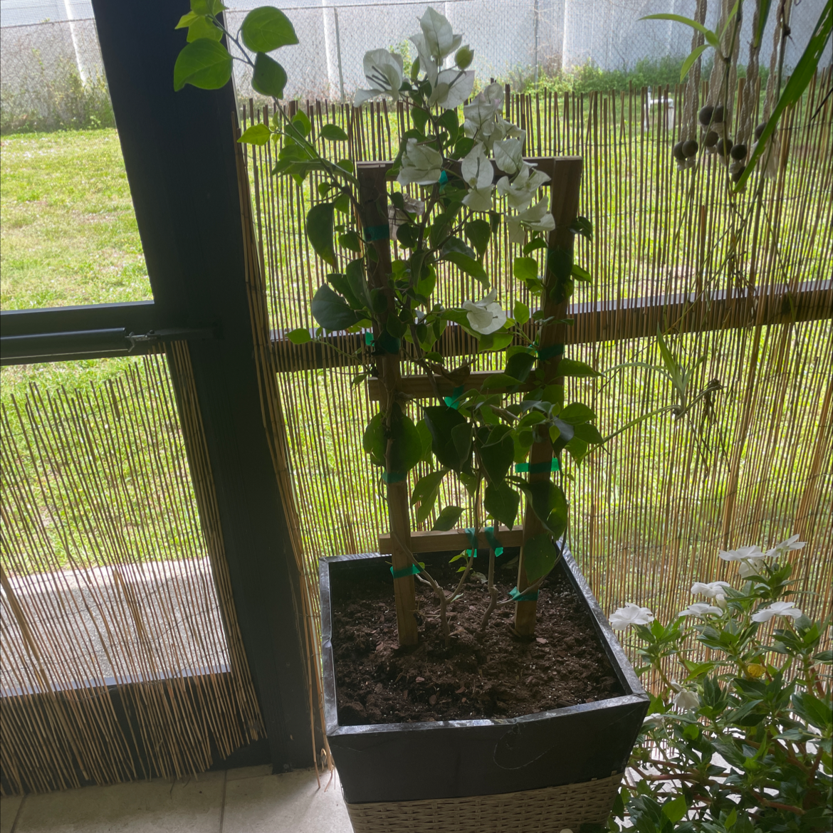 Bougainvillea plant in a pot with a trellis, visible soil, and some flowers.