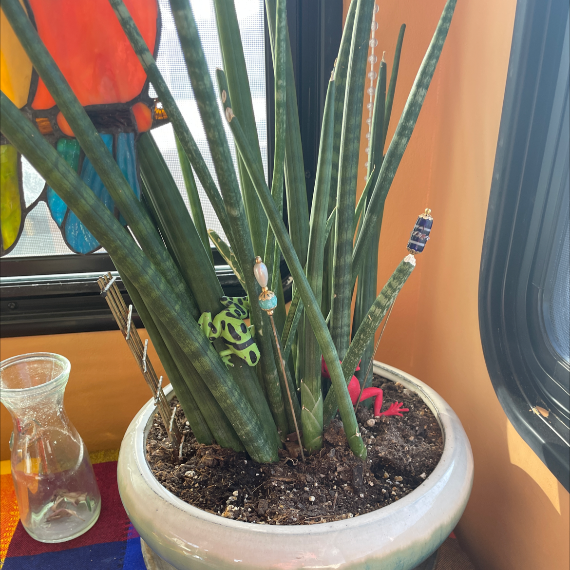 Cylindrical Snake Plant plant photo by @BounteousOrpine named Gilbert on Greg, the plant care app.