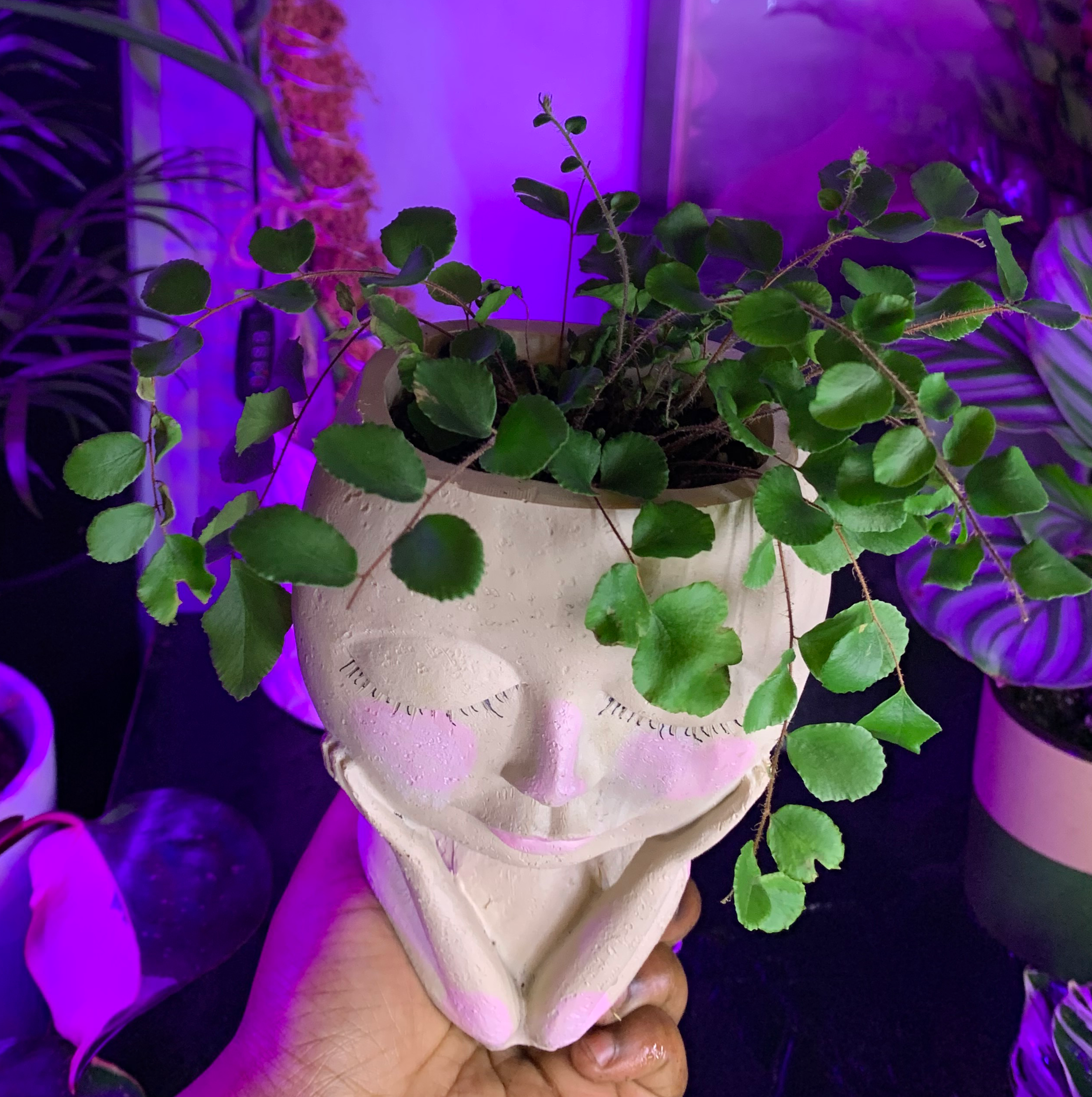 California Maidenhair Fern in a face-shaped pot, held by a hand, with vibrant green leaves.