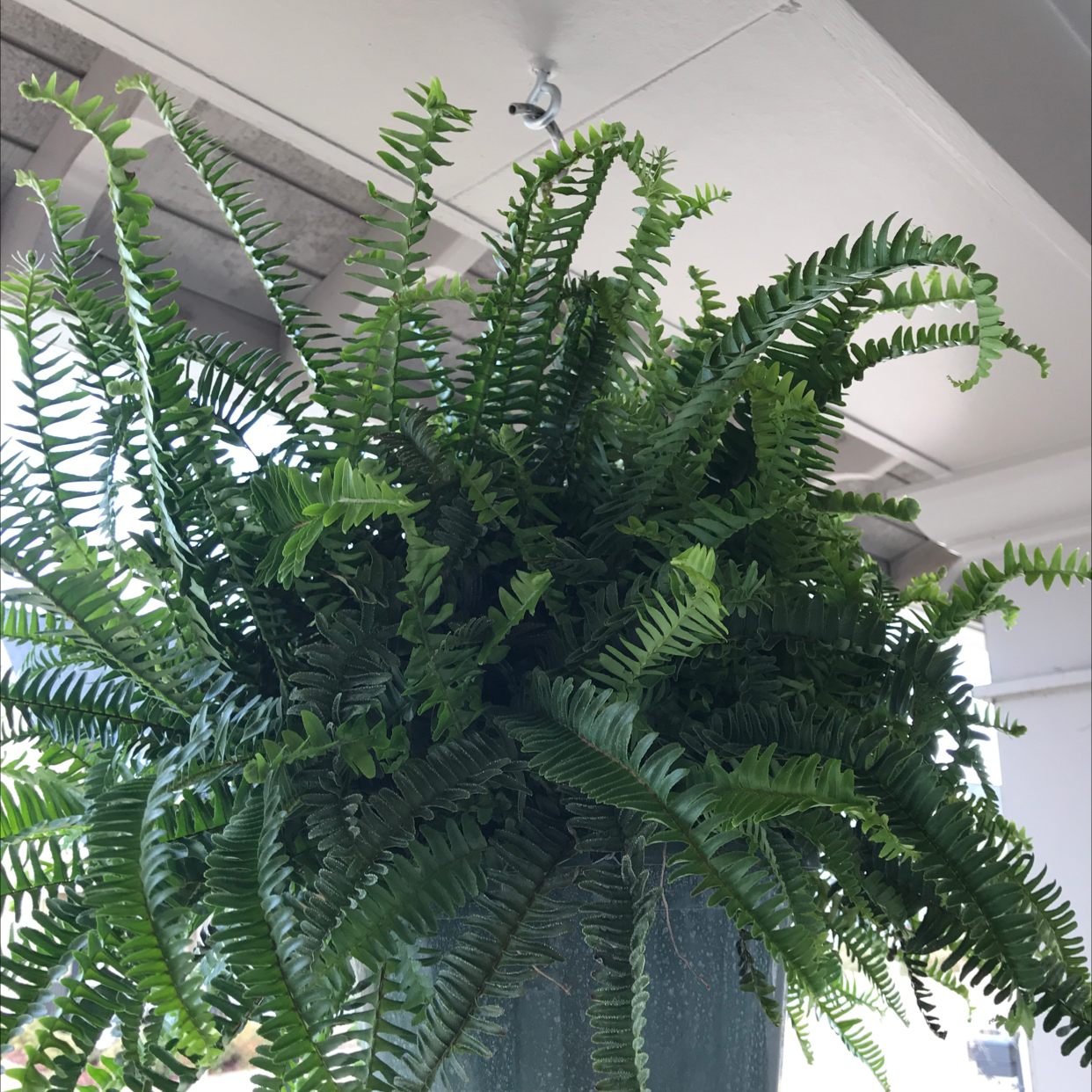 Photo of the plant species Kimberly Queen Fern by @higginbotham named Sir Plancelot on Greg, the plant care app