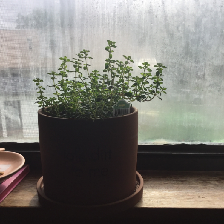 🍋 Why Are the Leaves on My Lemon Thyme Turning Yellow?