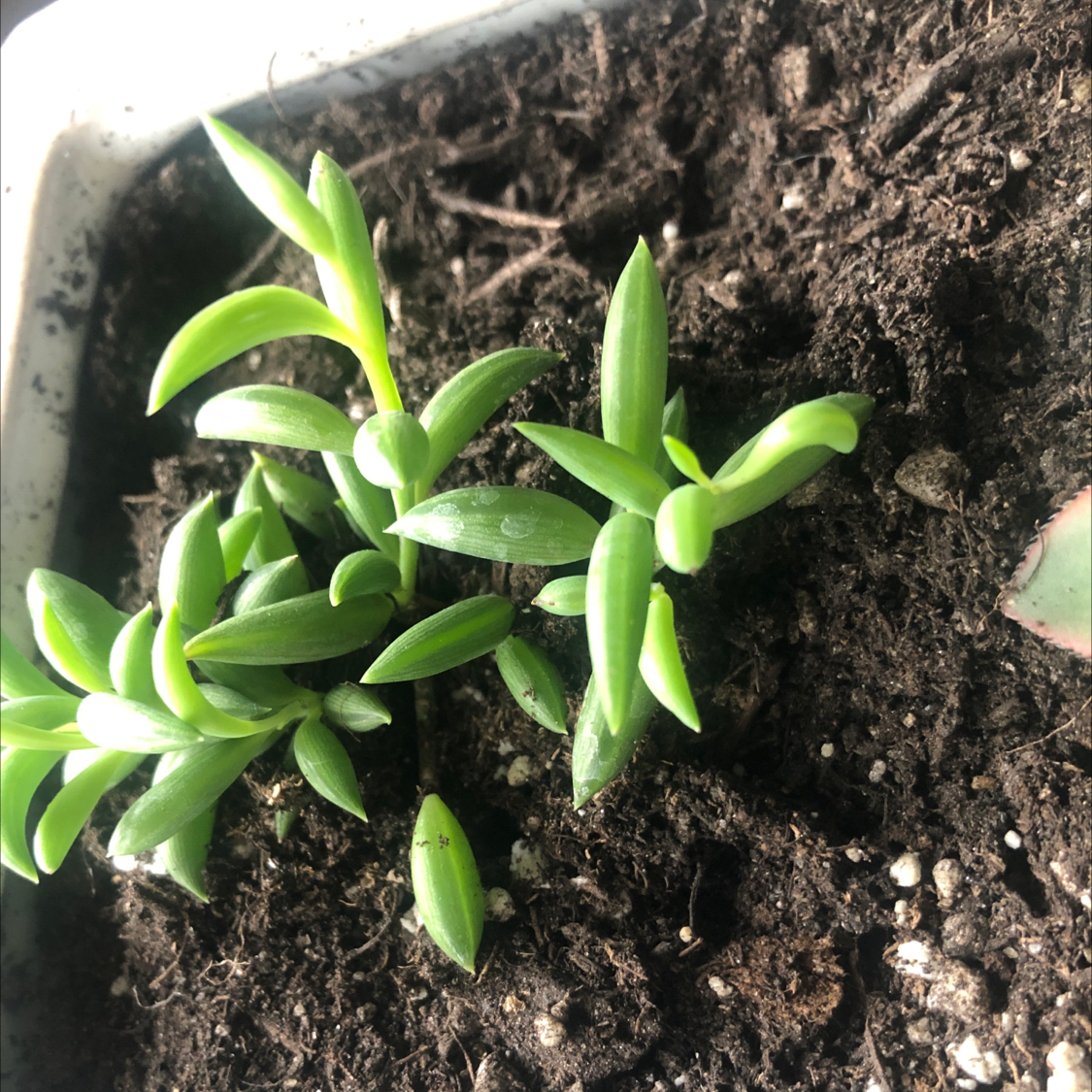 Stringy Stonecrop plant in a pot with visible soil, showing healthy green leaves.