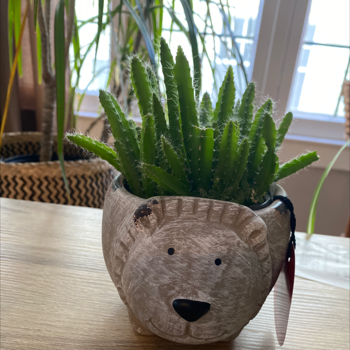 Fairy Castle Cactus in a lion-shaped pot with another plant in the background.