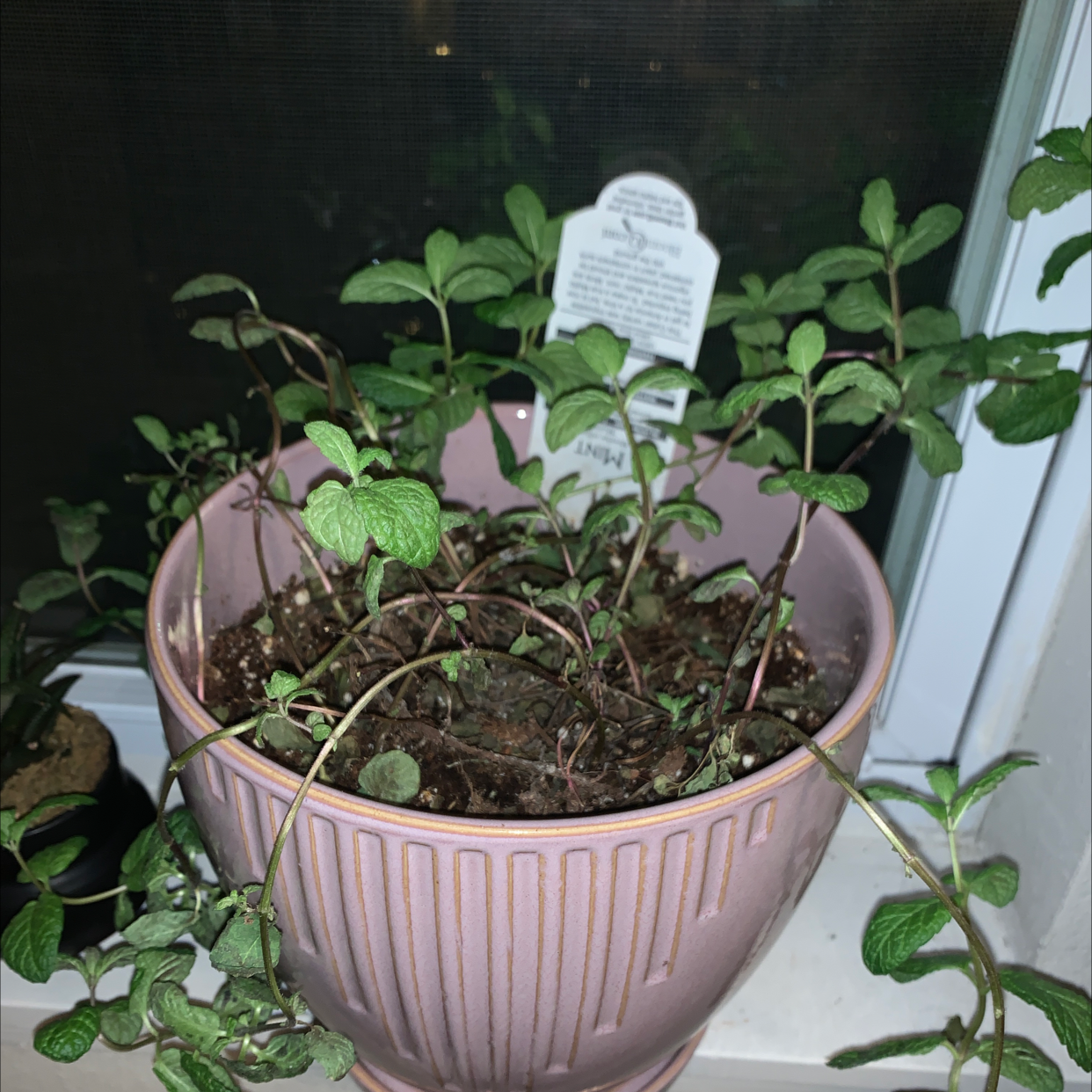 Potted Mojito Mint plant on a windowsill with some browning leaves and visible soil.