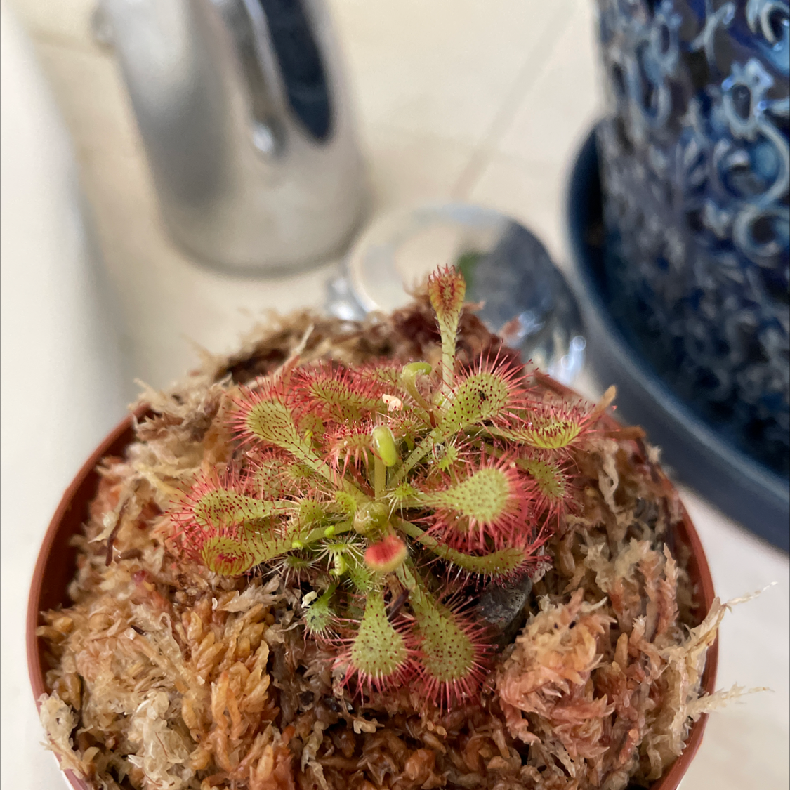 Round-Leaved Sundew plant in a pot with moss, showing vibrant red and green leaves.