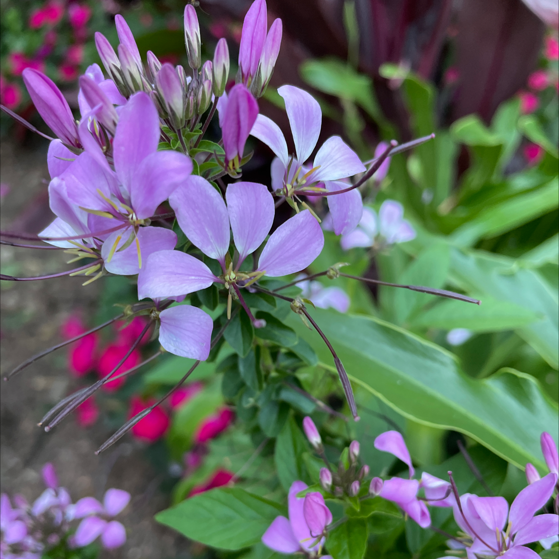 Flowering Cleome Hassleriana plant with pinkish-purple flowers and healthy green leaves.