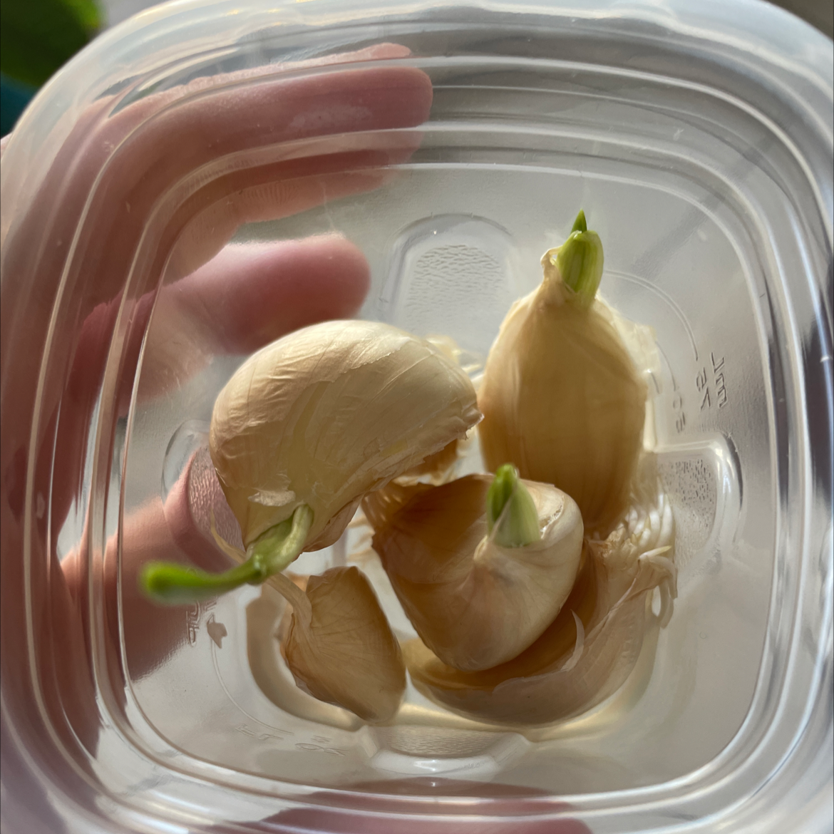 Garlic plant photo by @RightlyRedsage named Elle on Greg, the plant care app.