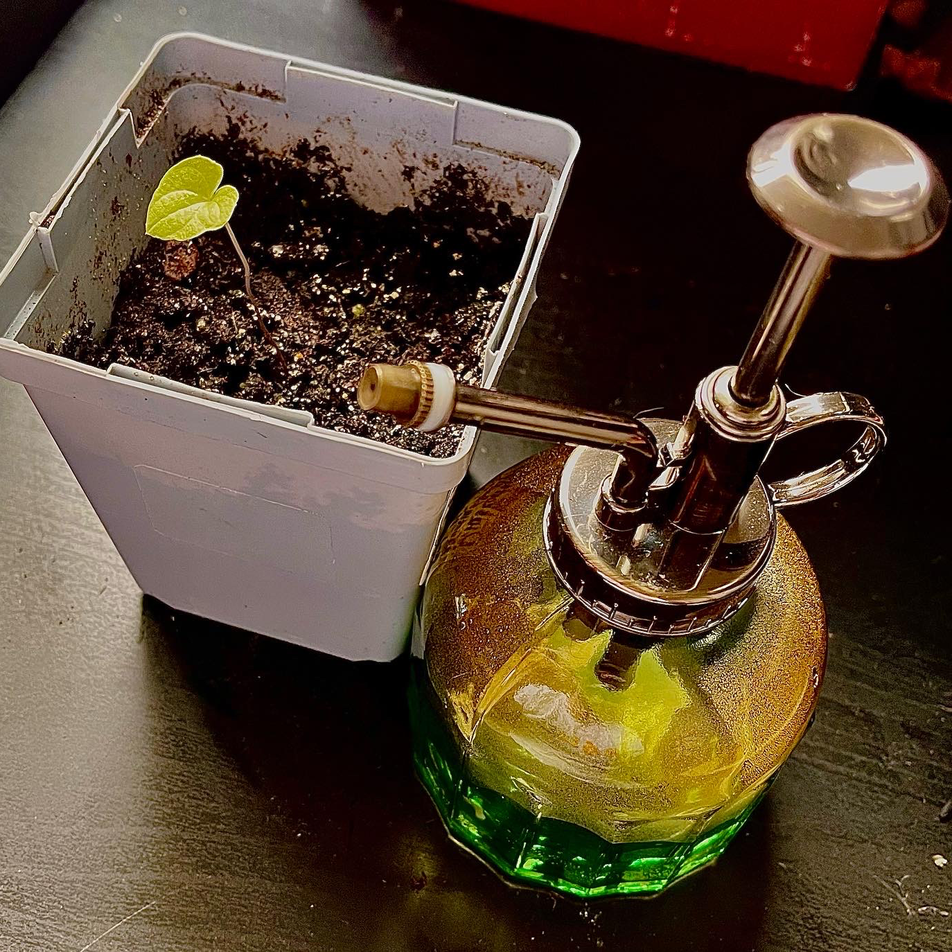 Small Hottentot Bread plant in a pot with a green and silver watering can.
