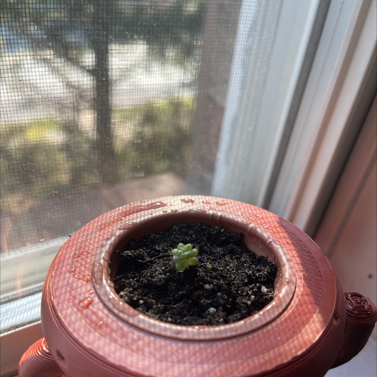 Small Sedum clavatum plant in a pot on a windowsill, early growth stage.